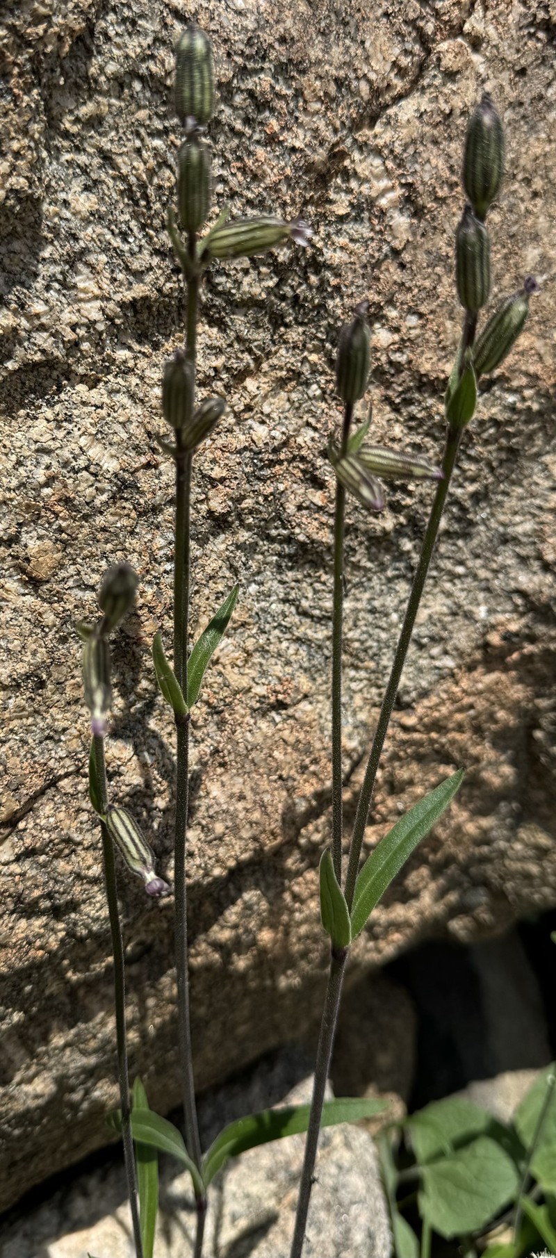 Silene drummondii subsp. striata photo 2