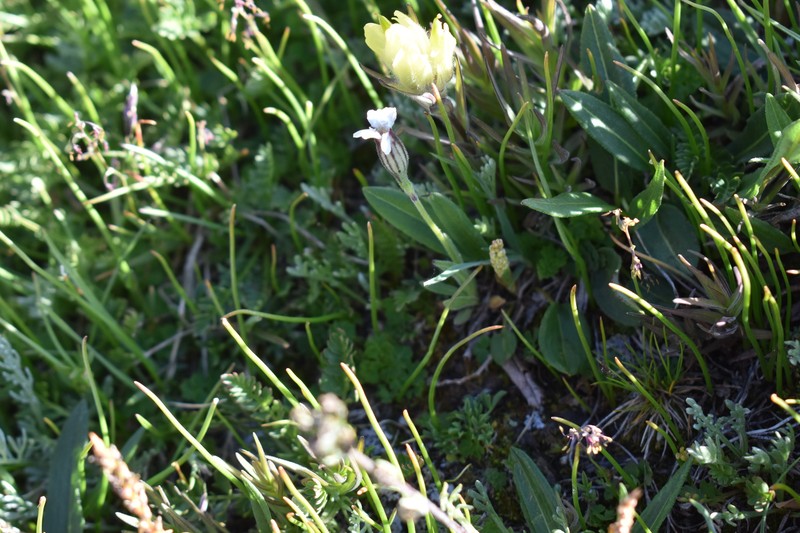 Silene drummondii subsp. striata photo 3