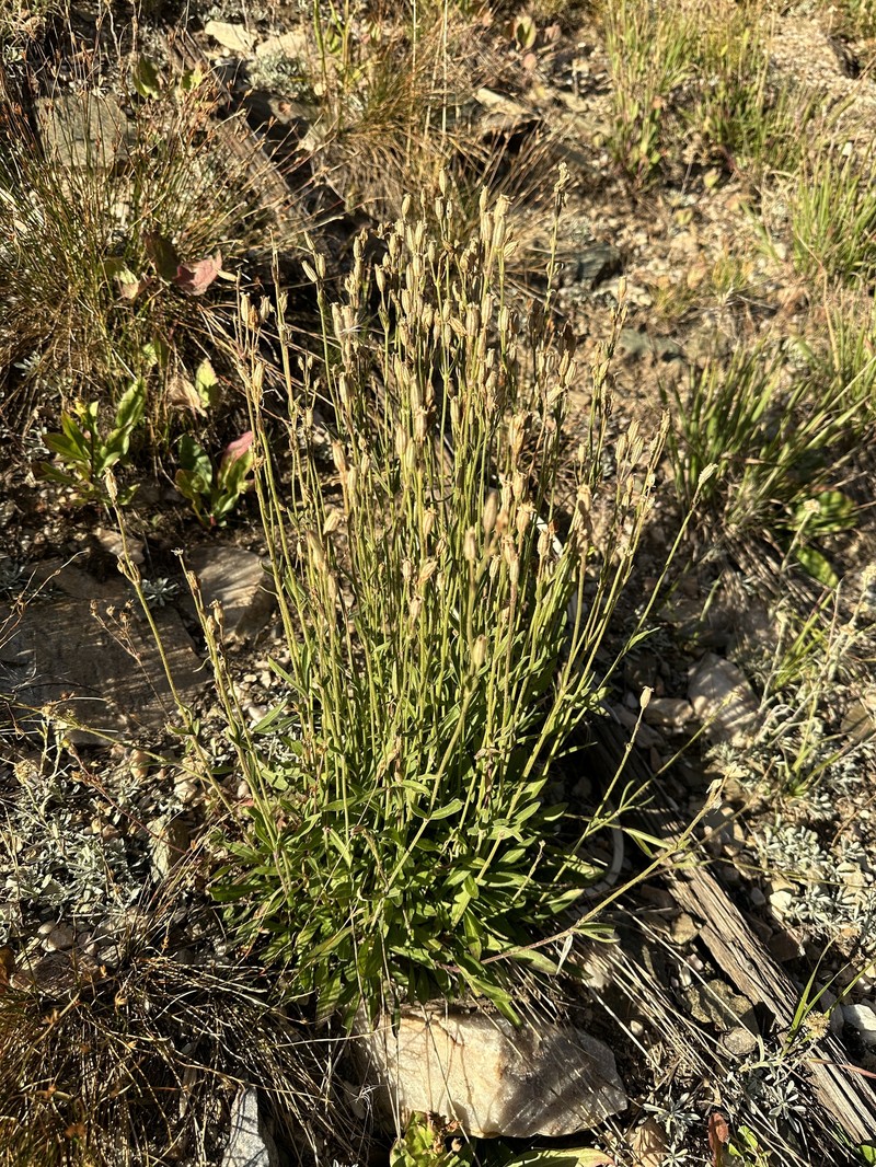 Silene drummondii subsp. striata photo 4