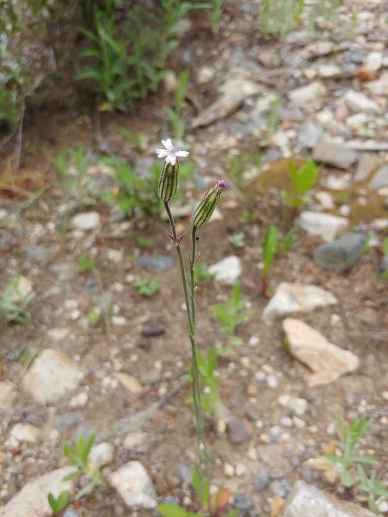 Silene drummondii subsp. striata photo 5