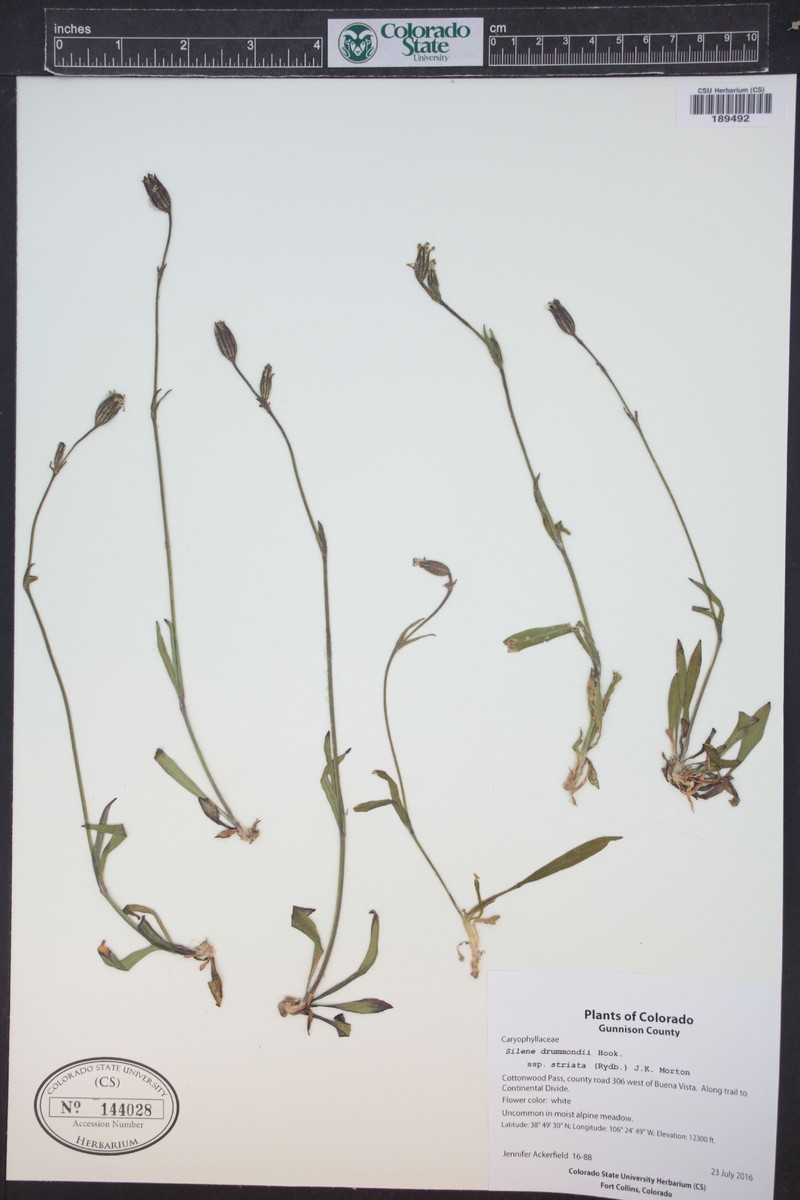 Silene drummondii subsp. striata photo 6