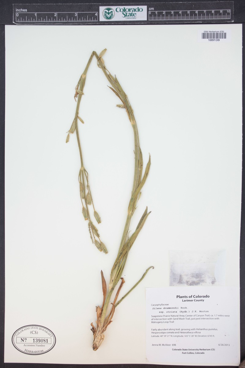 Silene drummondii subsp. striata photo 7