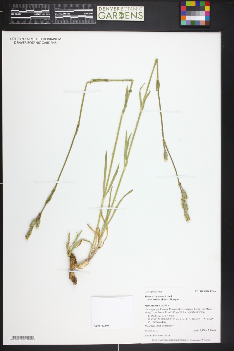 Silene drummondii subsp. striata photo 8