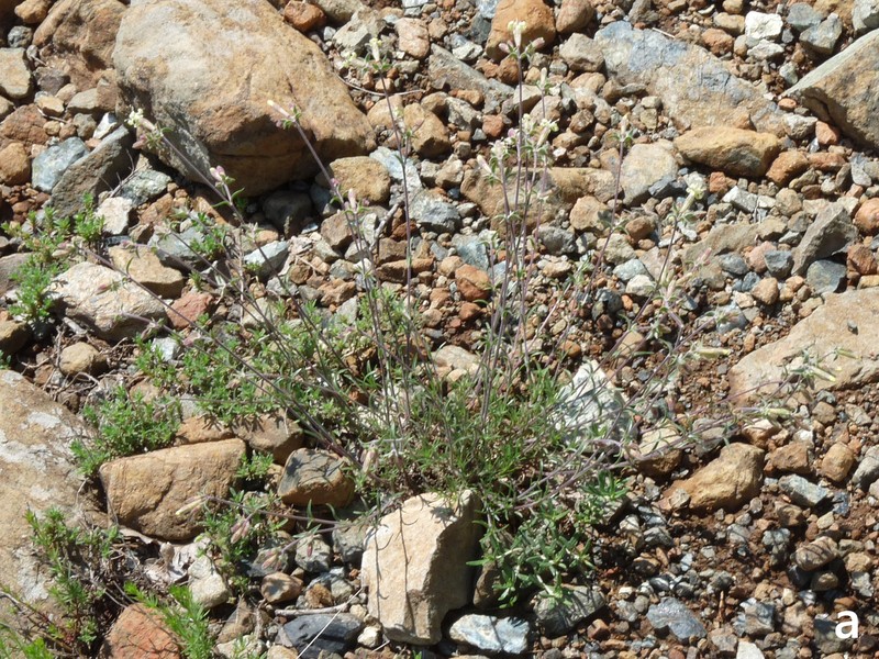 Silene fetleri