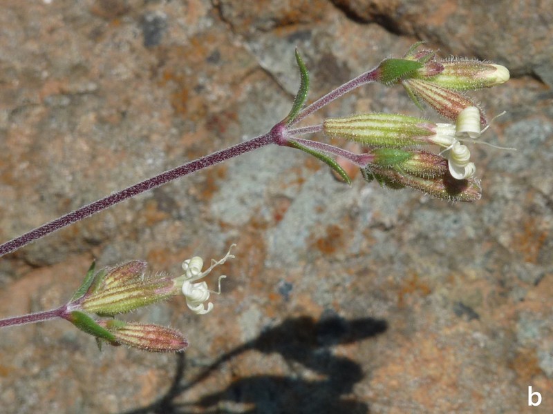 Silene fetleri photo 2