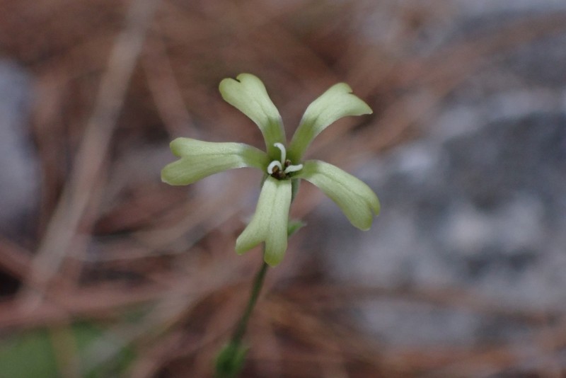 Silene flavescens subsp. thessalonica