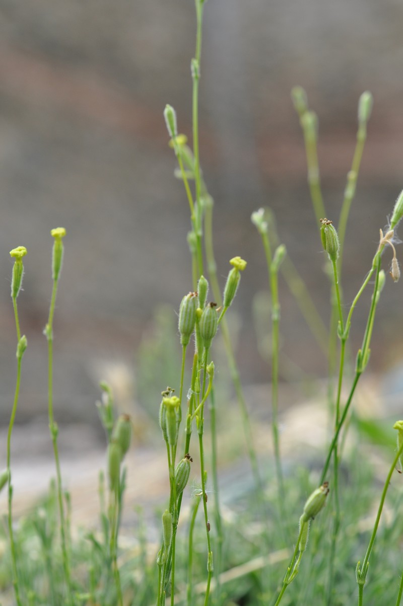 Silene flavescens subsp. thessalonica photo 2