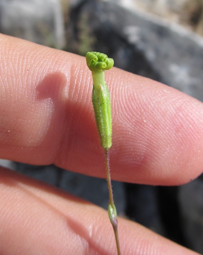 Silene flavescens subsp. thessalonica photo 3
