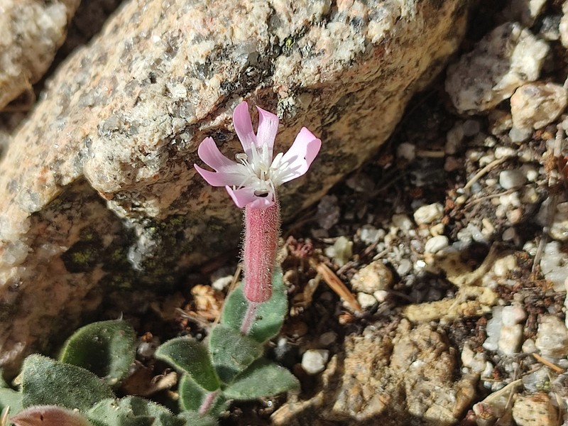 Silene foetida subsp. foetida