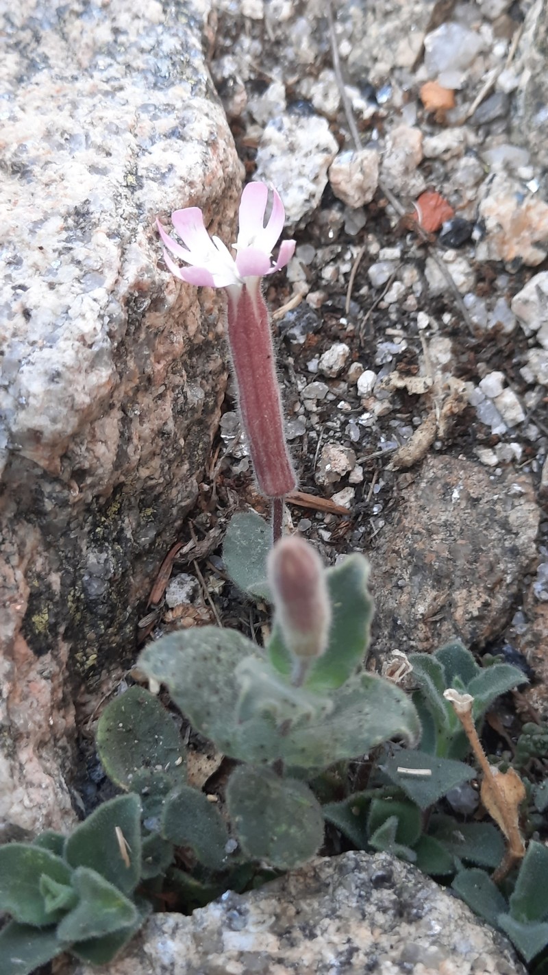 Silene foetida subsp. foetida photo 2