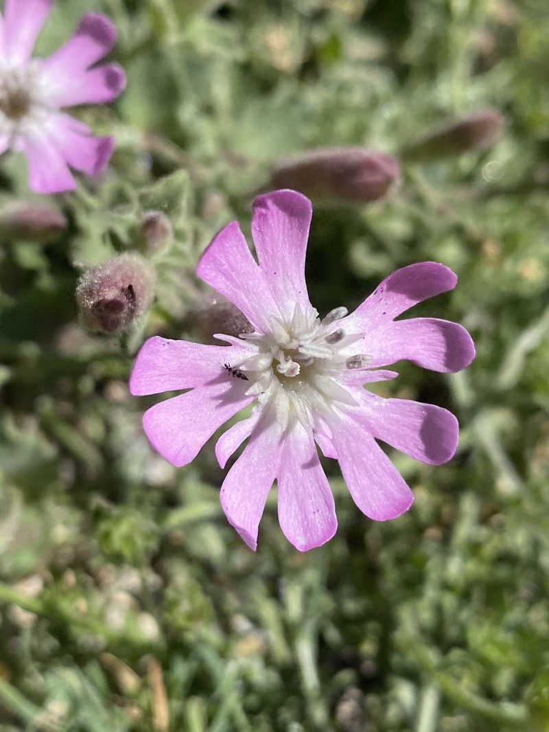 Silene foetida subsp. foetida photo 3