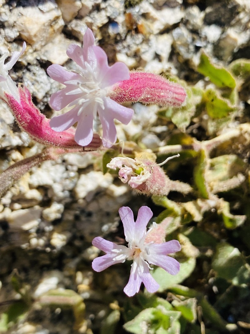 Silene foetida subsp. foetida photo 4