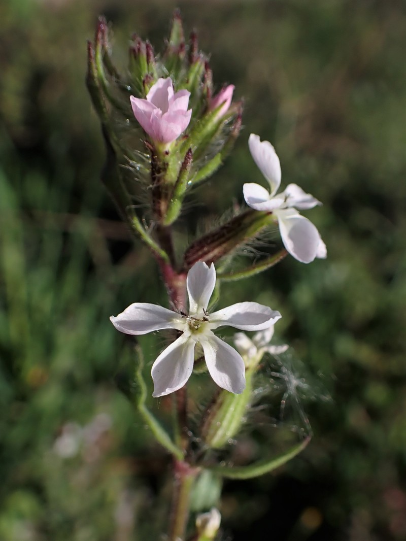 Common Catchfly photo 4