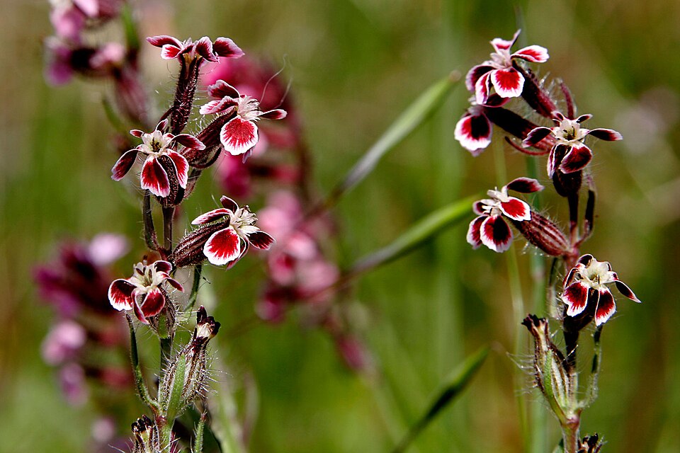 Common Catchfly photo 5