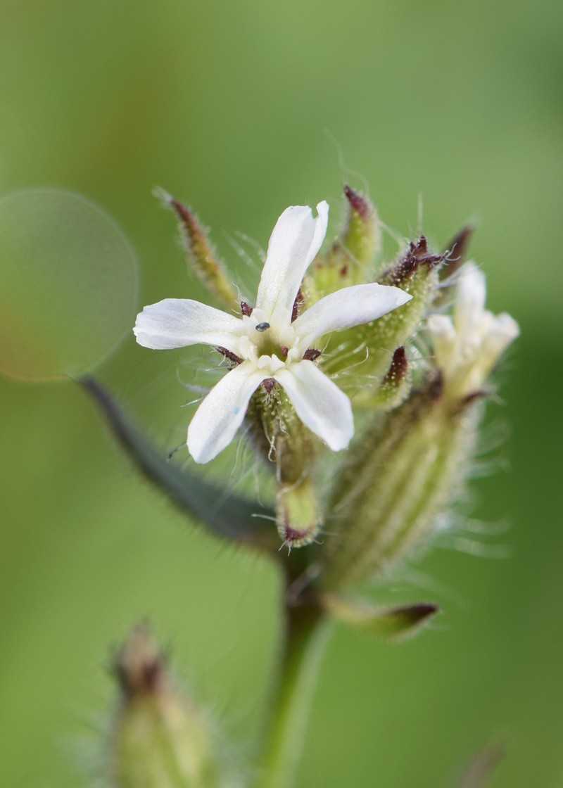 Common Catchfly photo 2