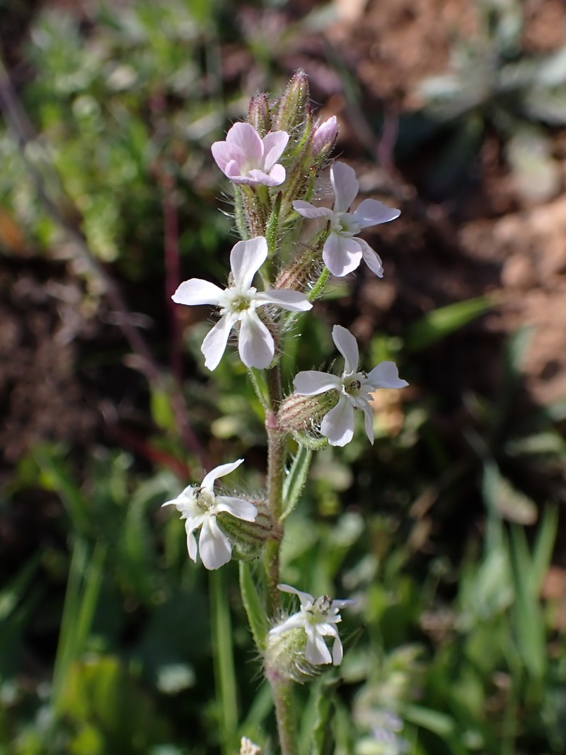 Common Catchfly photo 3