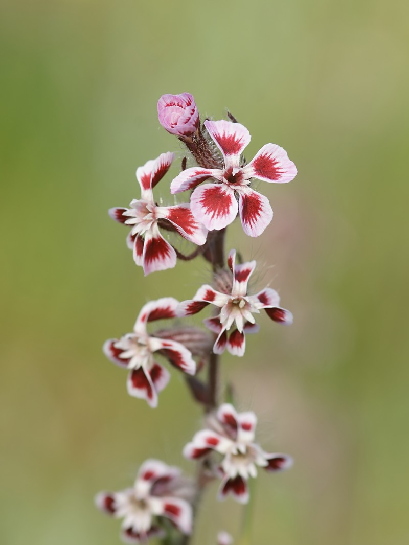 Common Catchfly