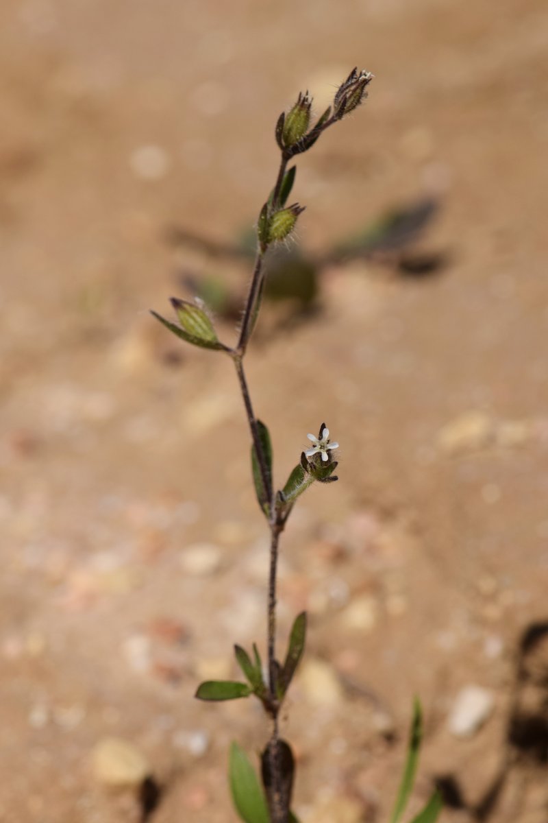 Common Catchfly photo 6