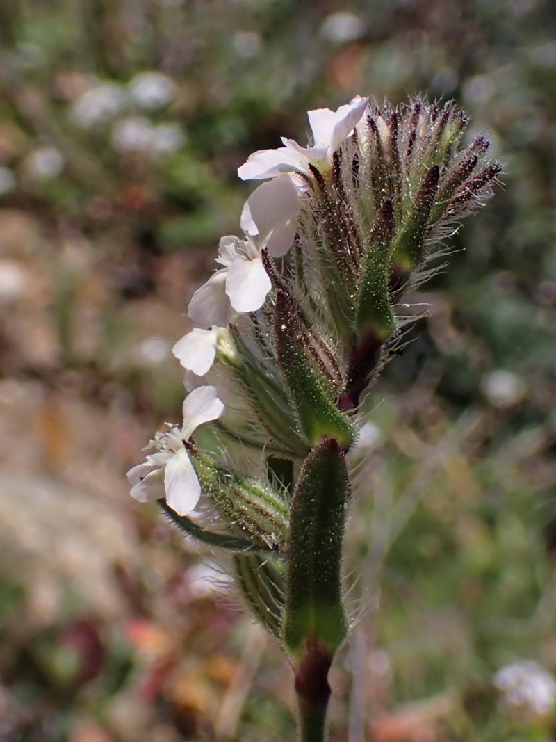 Common Catchfly photo 7