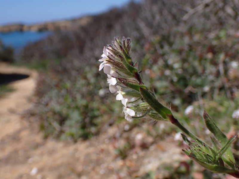 Common Catchfly photo 8