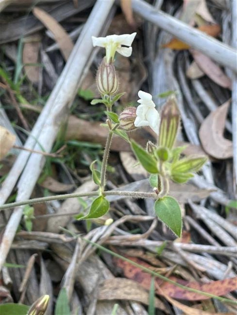 Silene gallica var. gallica