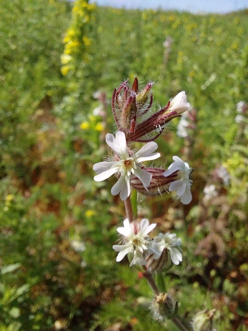 Silene gallica var. gallica photo 2