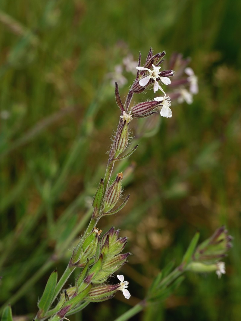 Silene gallica var. gallica photo 3