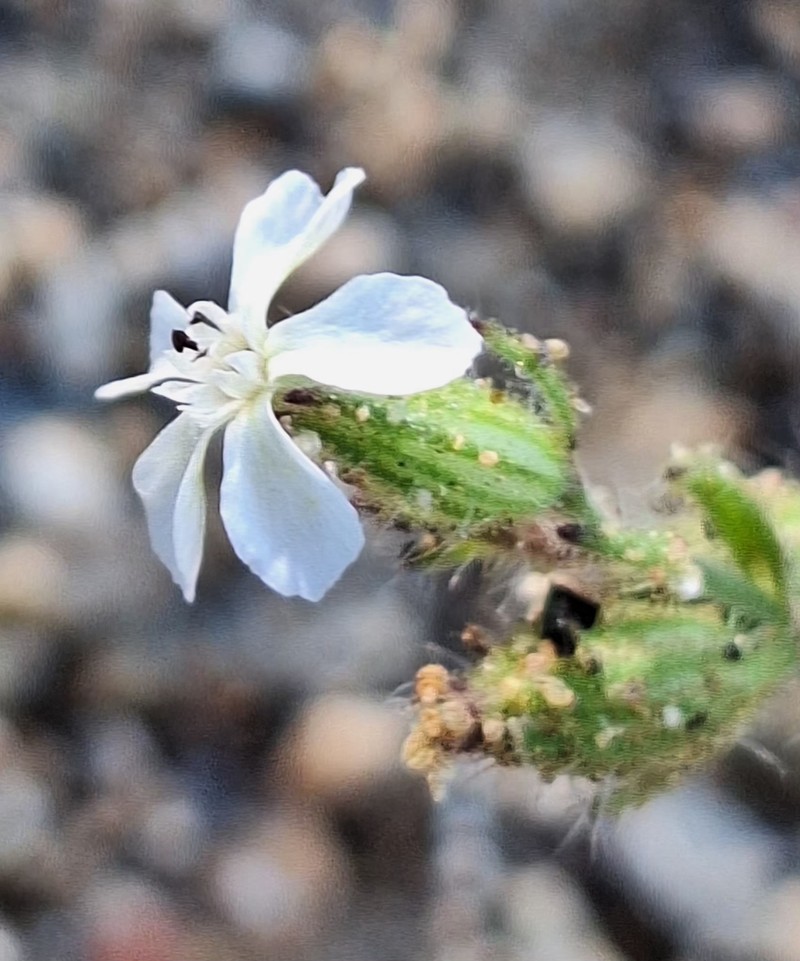 Silene gallica var. gallica photo 4