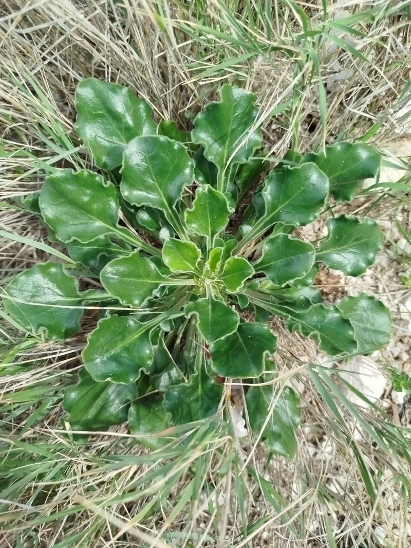 Silene gigantea subsp. gigantea