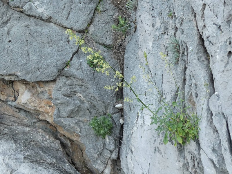 Silene gigantea subsp. gigantea photo 2