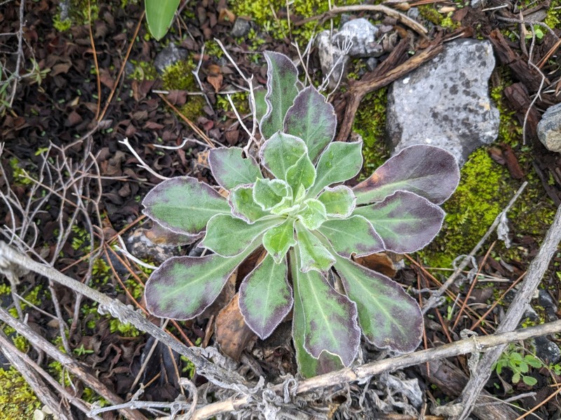 Silene gigantea subsp. gigantea photo 3