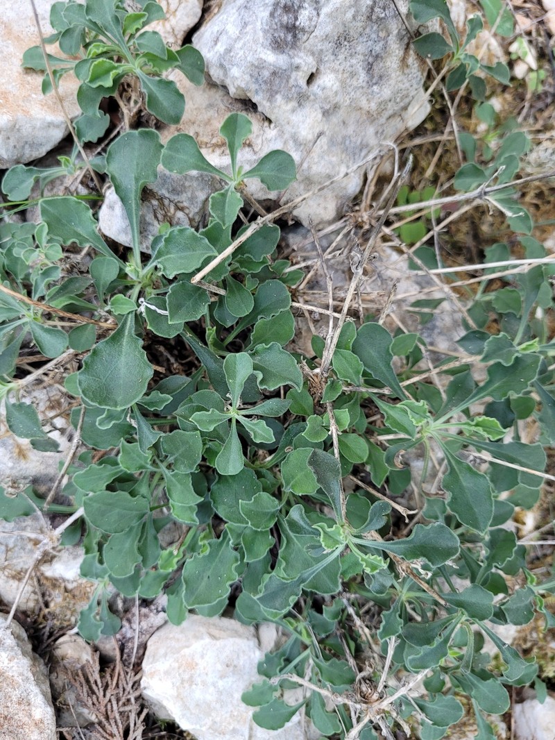 Silene gigantea subsp. gigantea photo 4