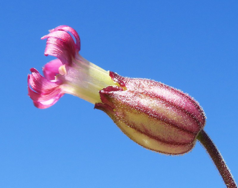Gray's Catchfly photo 2