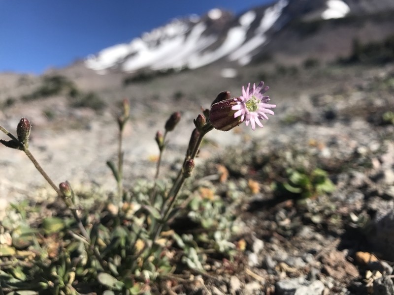 Gray's Catchfly photo 3