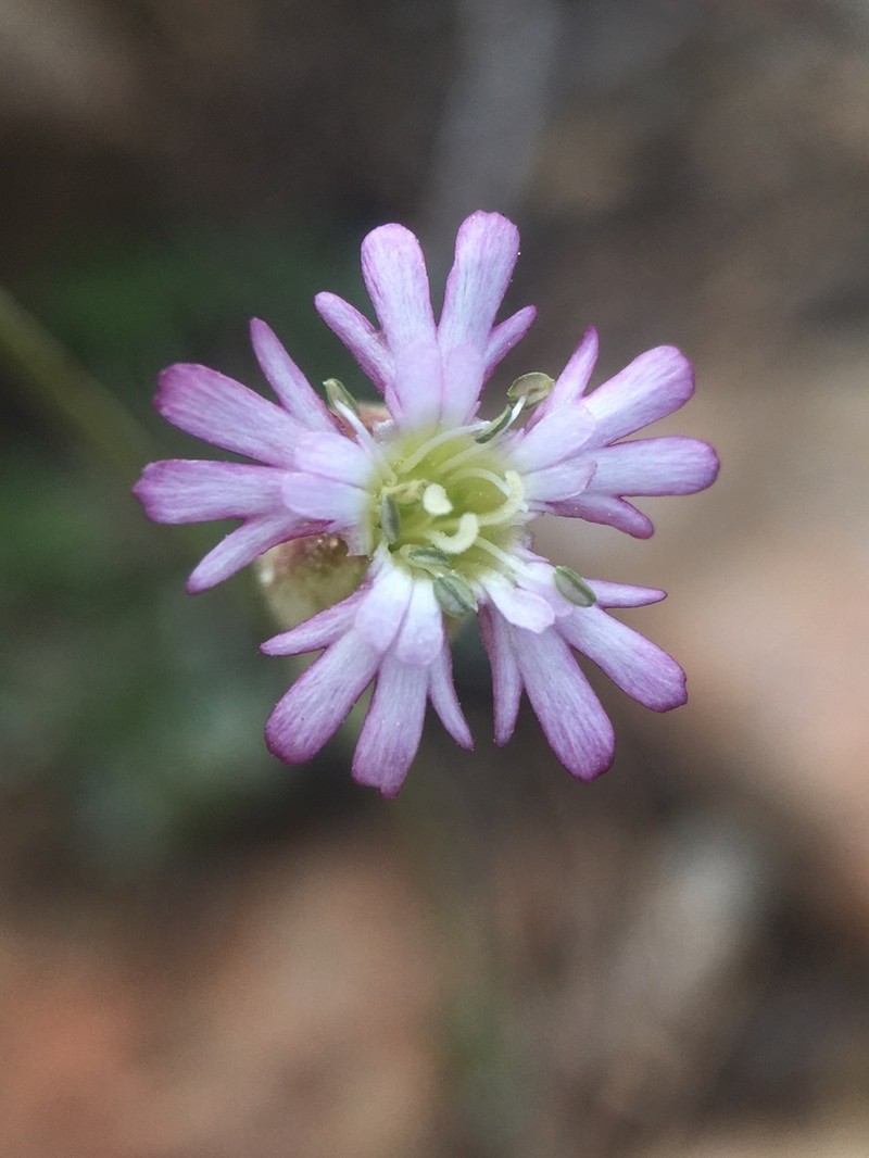 Gray's Catchfly photo 4
