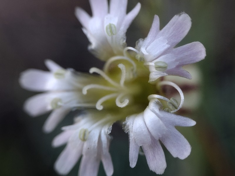 Gray's Catchfly photo 5