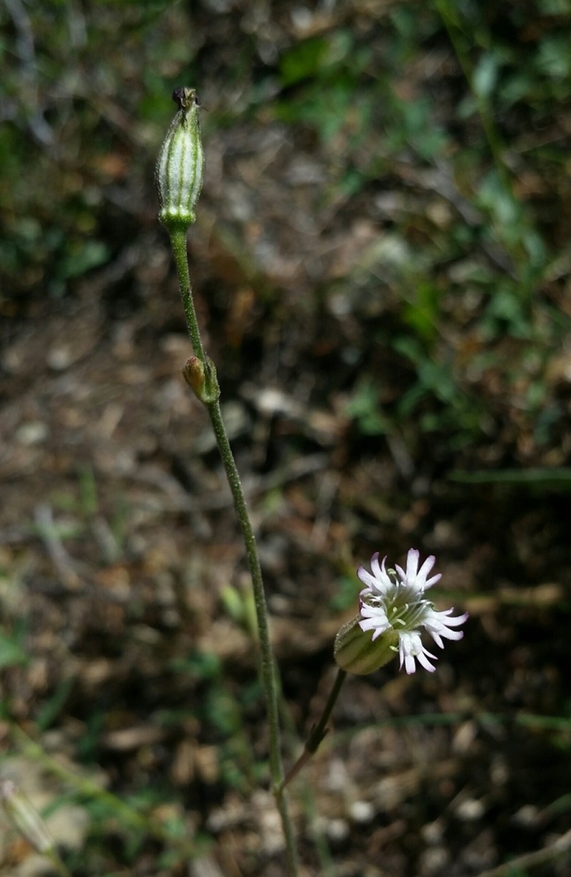 Gray's Catchfly photo 6