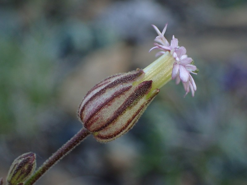 Gray's Catchfly photo 7