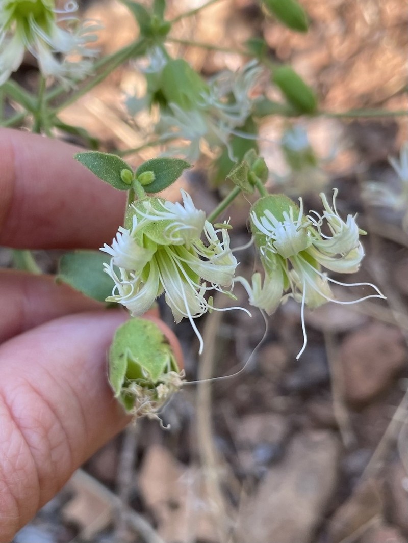 Silene greenei