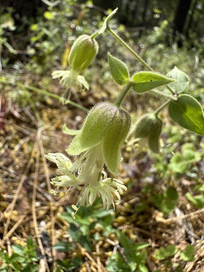 Silene greenei photo 2