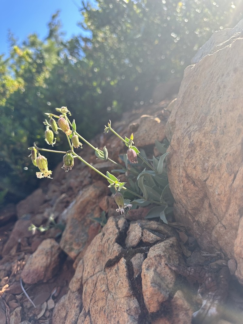 Silene greenei photo 3
