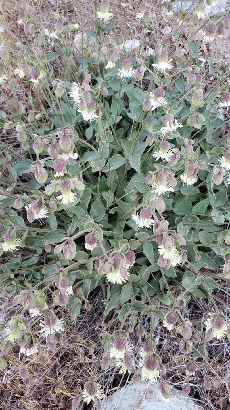 Silene greenei photo 4