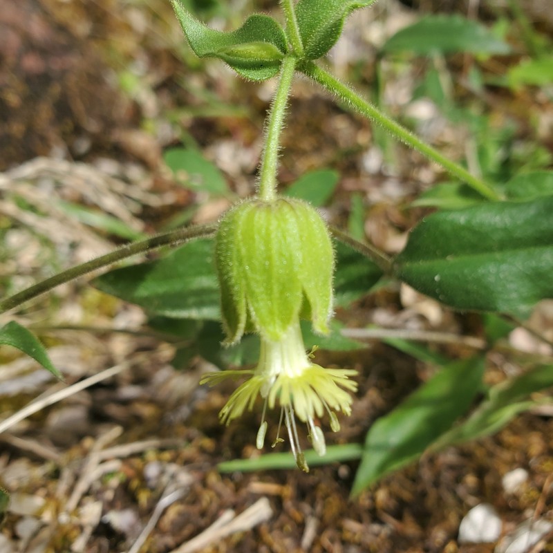 Silene greenei photo 5