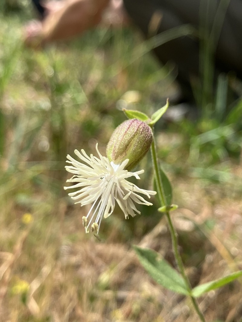 Silene greenei photo 6