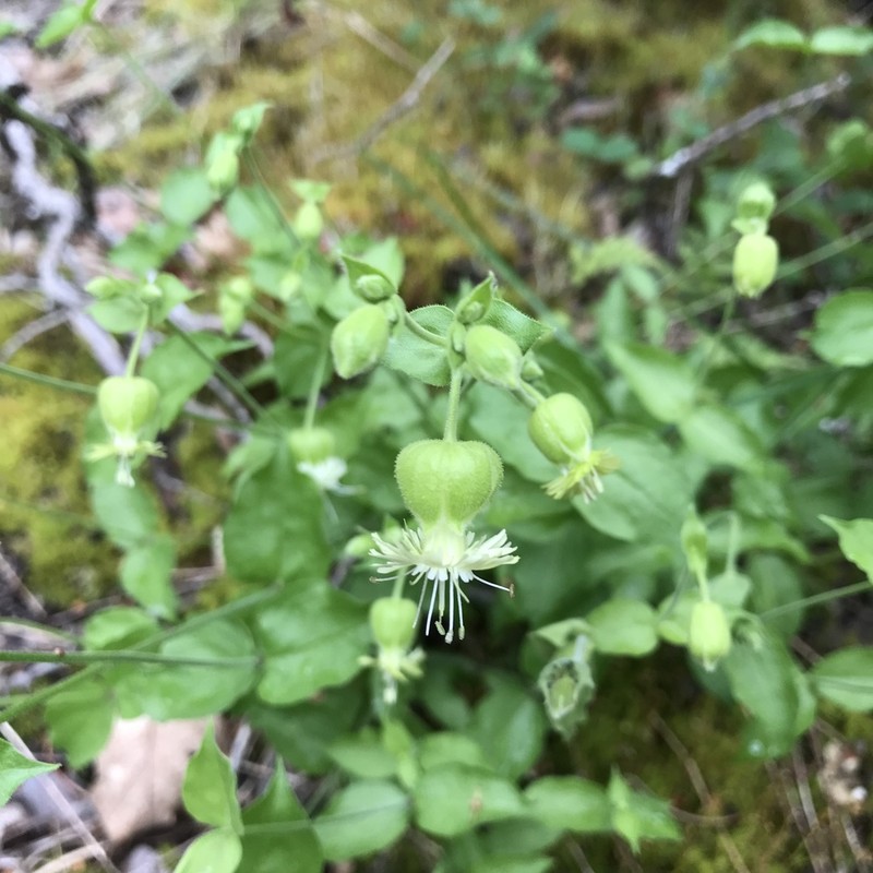 Silene greenei photo 7