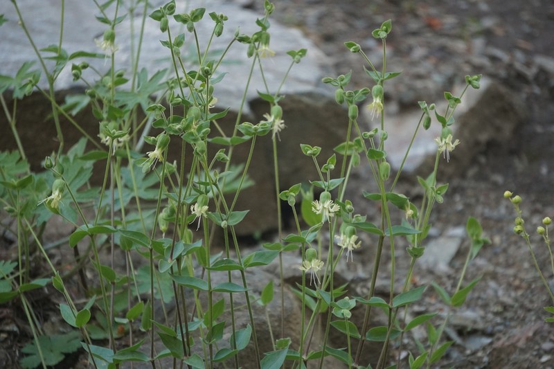 Silene greenei photo 8
