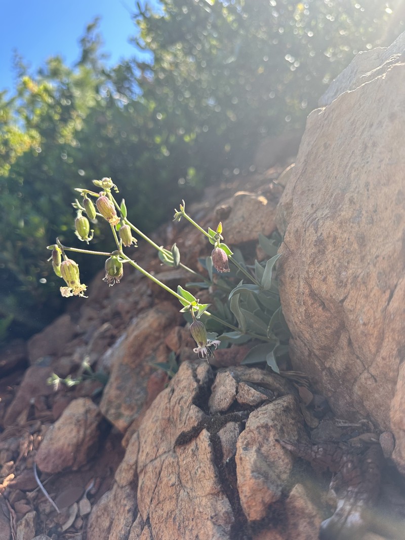 Silene greenei subsp. angustifolia