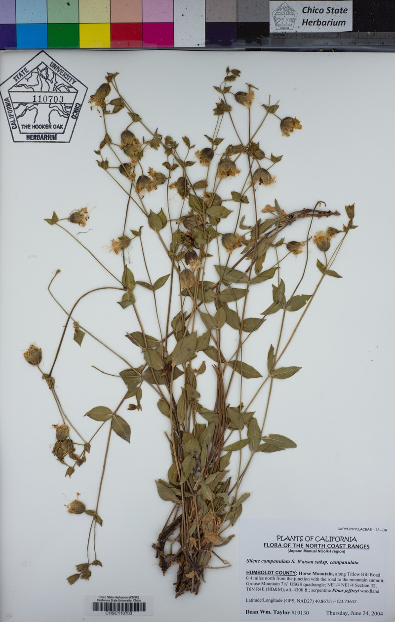 Silene greenei subsp. angustifolia photo 2