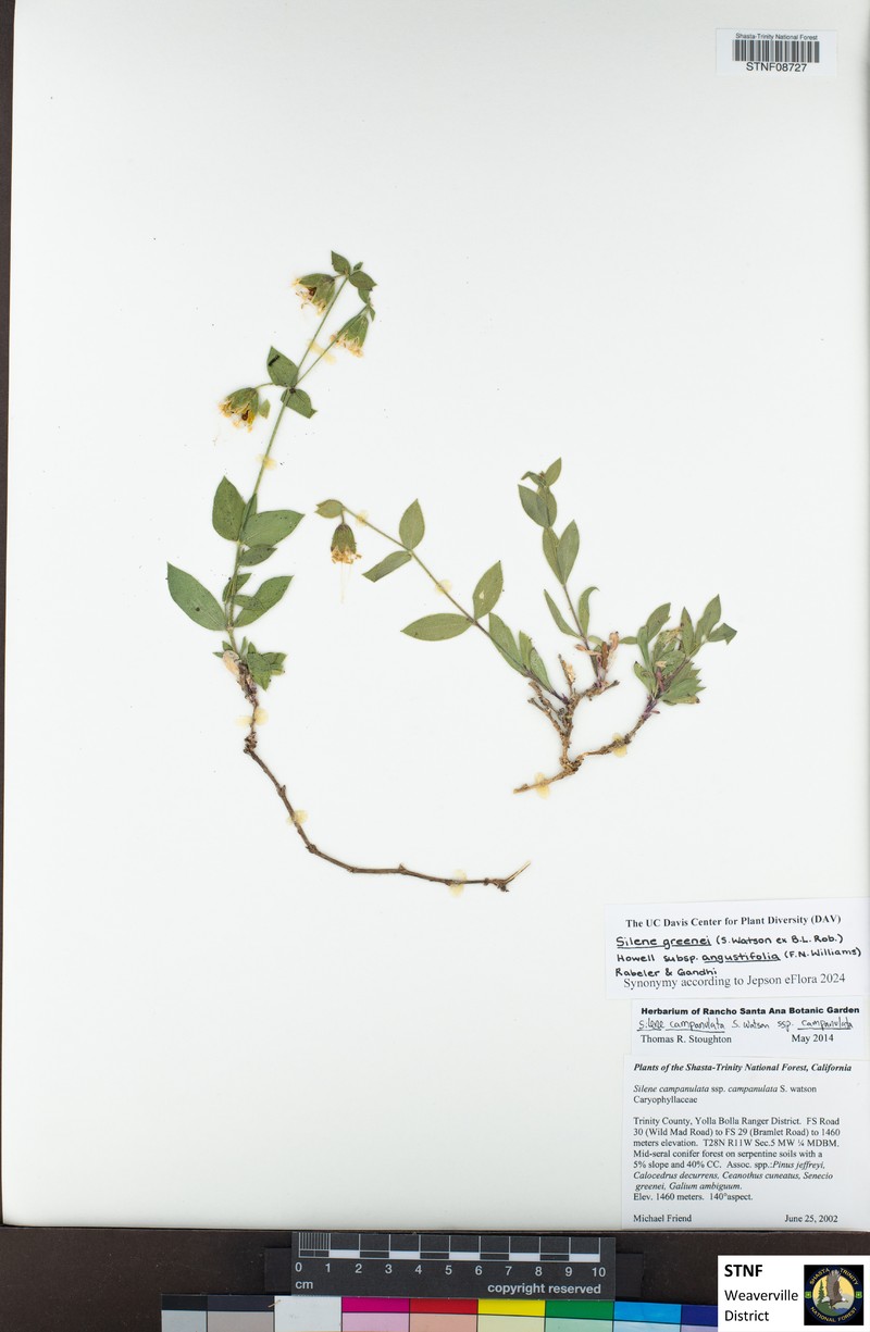 Silene greenei subsp. angustifolia photo 3