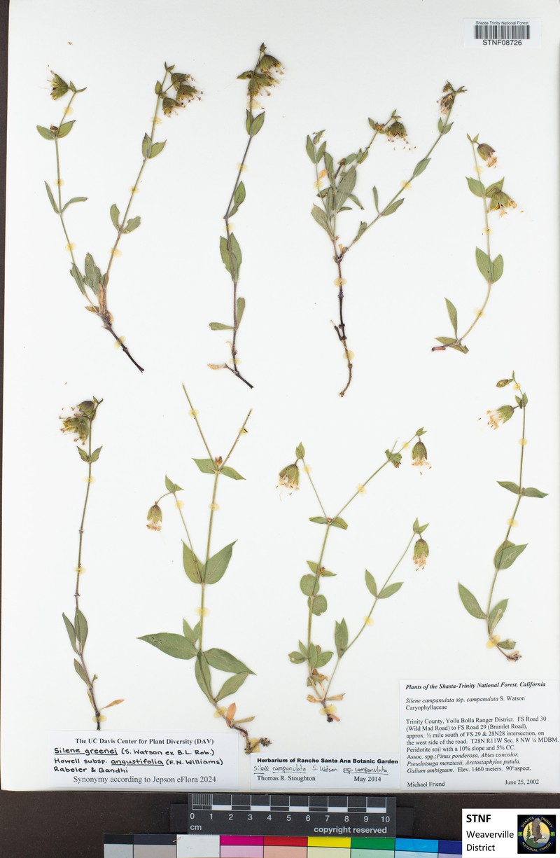 Silene greenei subsp. angustifolia photo 4